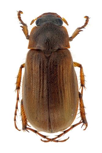 Réf. 314 950 : Triodontella aquila